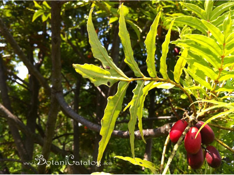 معرفی و راهنمای پرورش درختان میوه - خرمای وحشی